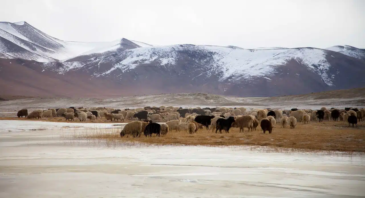 Luxury Winter Ladakh visual 3